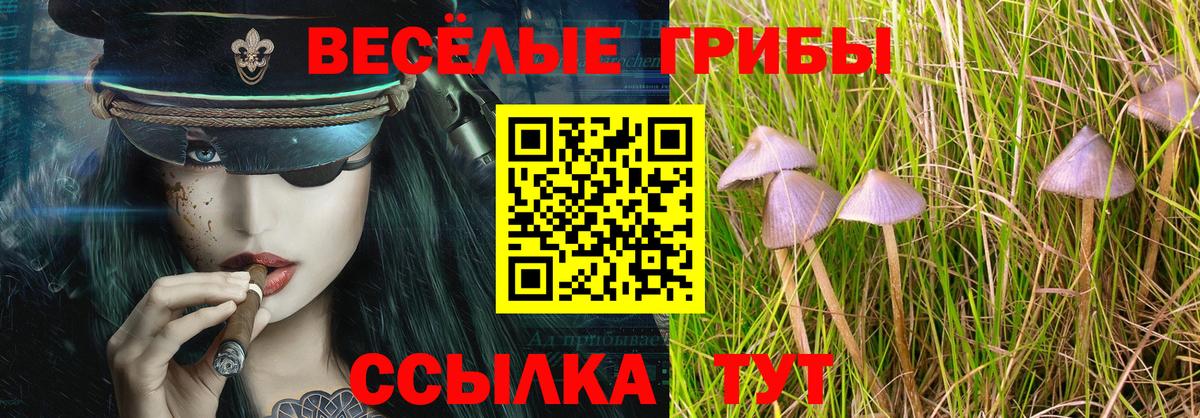 Галлюциногенные грибы Psilocybine cubensis Гай