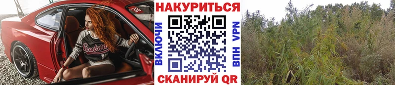 Каннабис гибрид  Гай 